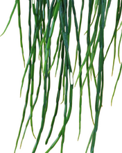 Lade das Bild in den Galerie-Viewer, Rhipsalis paradoxa &#39;Minor&#39; - Root Houseplants
