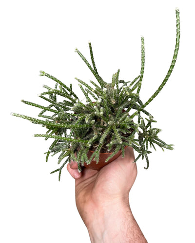 Rhipsalis pilocarpa - Root Houseplants