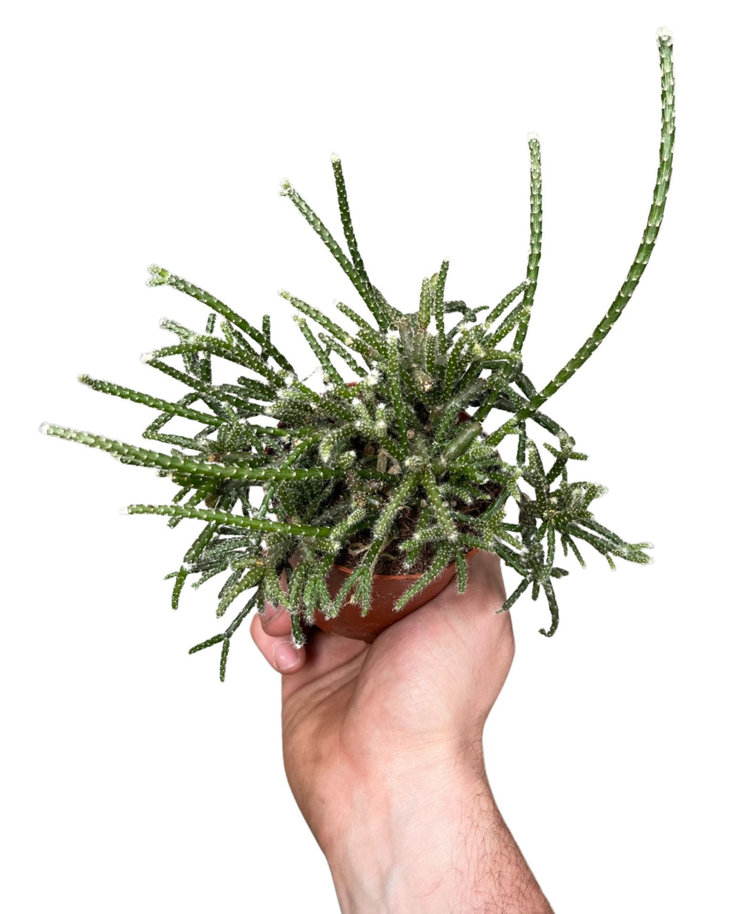 Rhipsalis pilocarpa - Root Houseplants