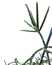 Lade das Bild in den Galerie-Viewer, Rhipsalis pilocarpa - Root Houseplants

