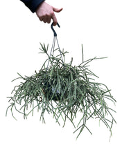 Lade das Bild in den Galerie-Viewer, Rhipsalis pilocarpa - Root Houseplants
