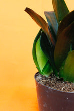 Load image into Gallery viewer, Sansevieria Black Dragon - Root Houseplants
