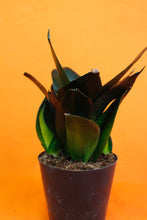 Load image into Gallery viewer, Sansevieria Black Dragon - Root Houseplants
