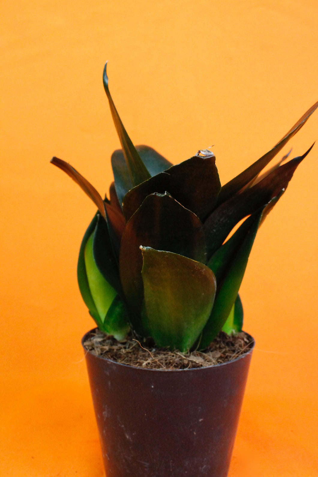 Sansevieria Black Dragon - Root Houseplants