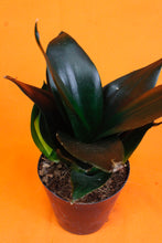 Load image into Gallery viewer, Sansevieria Black Dragon - Root Houseplants
