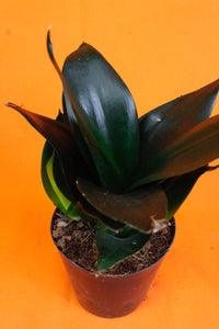 Sansevieria Black Dragon - Root Houseplants