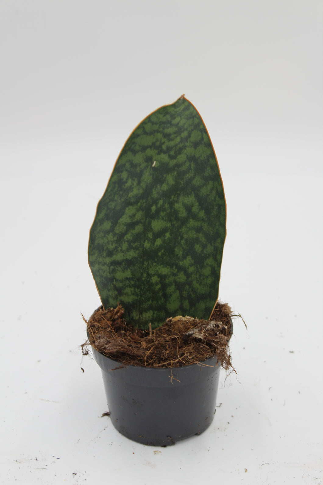 Sansevieria masoniana 'Victoria' - Root Houseplants