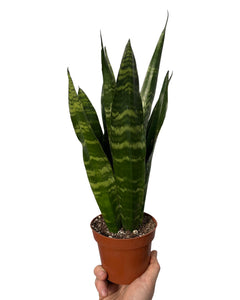 Sansevieria trifasciata 'Black Coral' - Root Houseplants