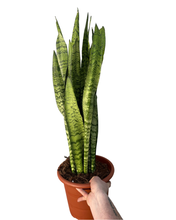 Charger l&#39;image dans la galerie, Sansevieria trifasciata &#39;Black Coral&#39; - Root Houseplants
