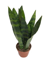 Charger l&#39;image dans la galerie, Sansevieria trifasciata &#39;Black Coral&#39; - Root Houseplants
