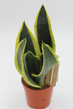 Lade das Bild in den Galerie-Viewer, Sansevieria trifasciata &#39;Black Superba&#39; - Root Houseplants
