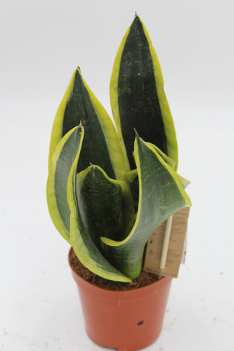 Sansevieria trifasciata 'Black Superba' - Root Houseplants