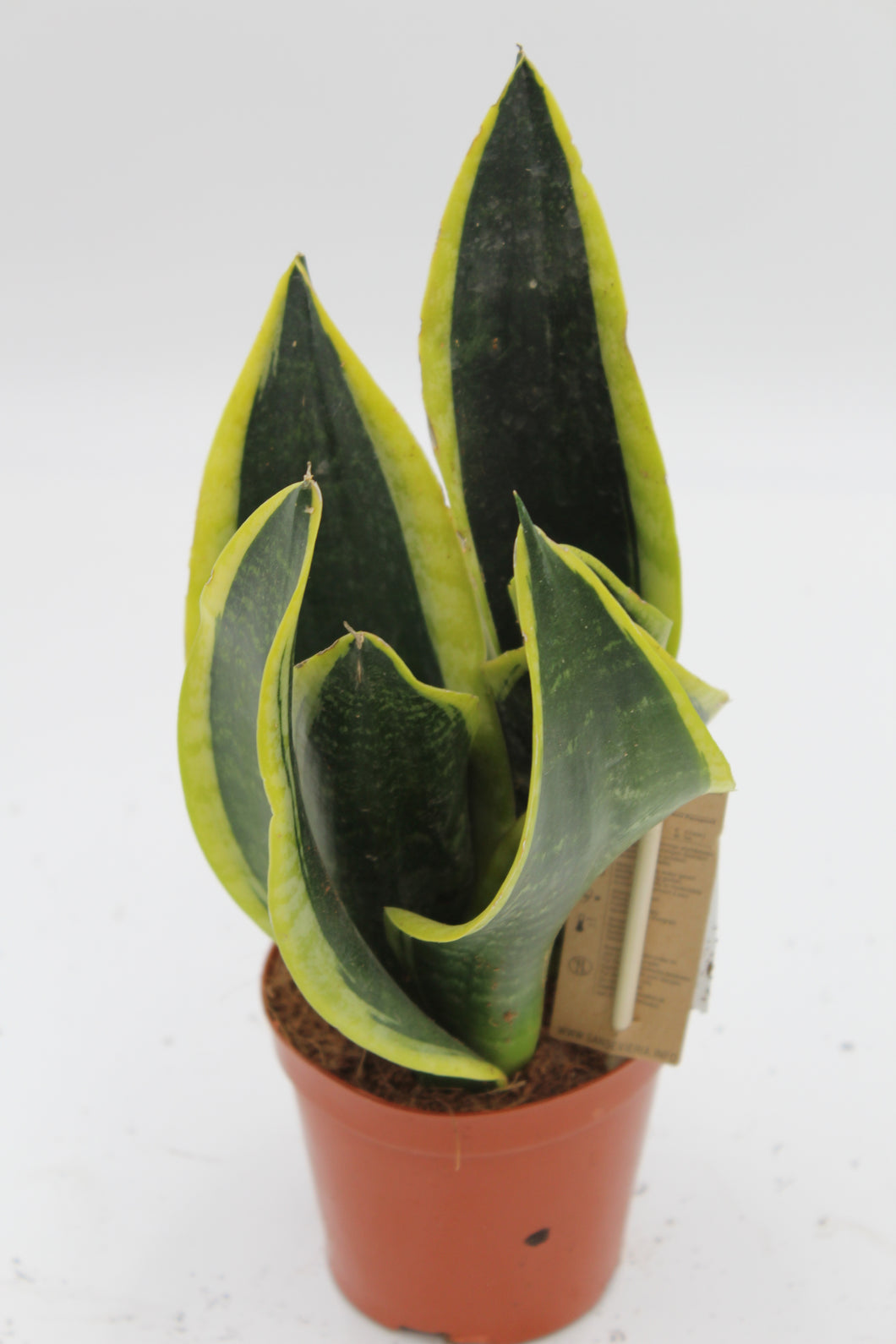 Sansevieria trifasciata 'Black Superba' - Root Houseplants
