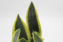 Lade das Bild in den Galerie-Viewer, Sansevieria trifasciata &#39;Black Superba&#39; - Root Houseplants
