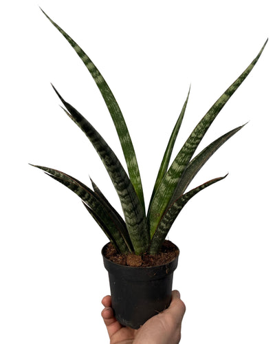 Sansevieria trifasciata 'Megan' - Root Houseplants