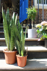 Sansevieria zeylanica - Root Houseplants