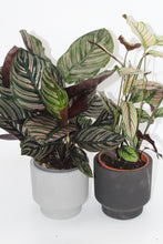 Lade das Bild in den Galerie-Viewer, Sapa cement planter - Root Houseplants
