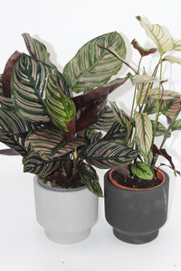 Sapa cement planter - Root Houseplants