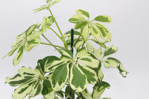 Schefflera arboricola 'Charlotte' (syn. Heptapleurum arboricola) - Root Houseplants