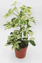 Lade das Bild in den Galerie-Viewer, Schefflera arboricola &#39;Charlotte&#39; (syn. Heptapleurum arboricola) - Root Houseplants
