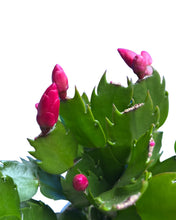 Load image into Gallery viewer, Schlumbergera truncata - Root Houseplants
