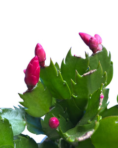 Schlumbergera truncata - Root Houseplants