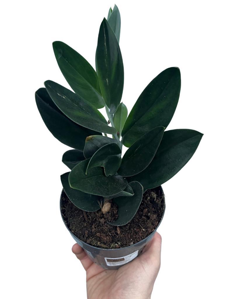 Scindapsus treubii 'Dark Form' - Root Houseplants