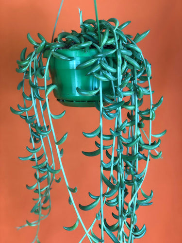 Senecio radicans 'String of Bananas' - Root Houseplants