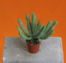 Lade das Bild in den Galerie-Viewer, Senecio stapeliiformis - Root Houseplants
