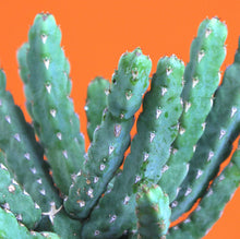 Lade das Bild in den Galerie-Viewer, Senecio stapeliiformis - Root Houseplants
