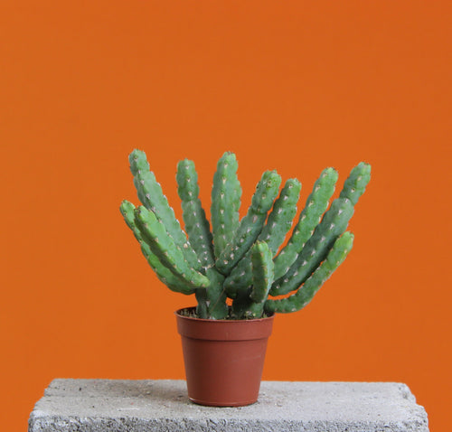 Senecio stapeliiformis - Root Houseplants