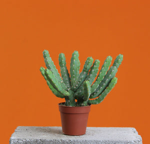 Senecio stapeliiformis - Root Houseplants