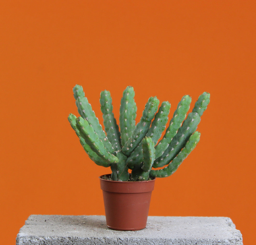 Senecio stapeliiformis - Root Houseplants