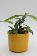 Lade das Bild in den Galerie-Viewer, Series planter - Root Houseplants
