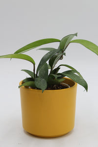 Series planter - Root Houseplants