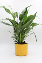 Lade das Bild in den Galerie-Viewer, Series planter - Root Houseplants
