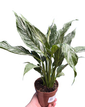Lade das Bild in den Galerie-Viewer, Spathiphyllum wallisii &#39;Diamond Variegata&#39; - Root Houseplants
