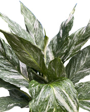 Lade das Bild in den Galerie-Viewer, Spathiphyllum wallisii &#39;Diamond Variegata&#39; - Root Houseplants
