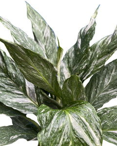 Spathiphyllum wallisii 'Diamond Variegata' - Root Houseplants
