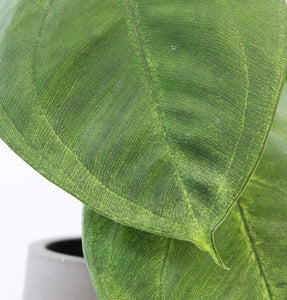 Syngonium macrophyllum 'Frosted Heart' - Root Houseplants