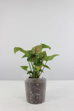 Lade das Bild in den Galerie-Viewer, Syngonium podophyllum &#39;Christmas&#39; - Root Houseplants
