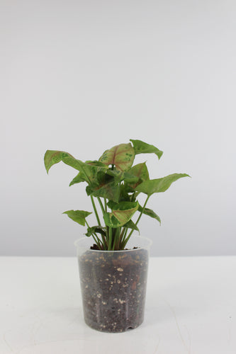 Syngonium podophyllum 'Christmas' - Root Houseplants