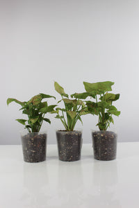 Syngonium podophyllum 'Christmas' - Root Houseplants