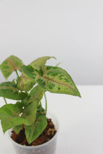 Lade das Bild in den Galerie-Viewer, Syngonium podophyllum &#39;Christmas&#39; - Root Houseplants
