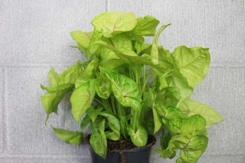 Syngonium podophyllum 'Golden' - Root Houseplants