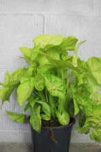 Lade das Bild in den Galerie-Viewer, Syngonium podophyllum &#39;Golden&#39; - Root Houseplants
