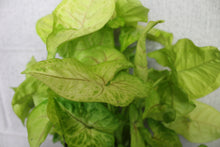 Lade das Bild in den Galerie-Viewer, Syngonium podophyllum &#39;Golden&#39; - Root Houseplants
