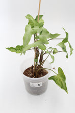 Lade das Bild in den Galerie-Viewer, Syngonium podophyllum &#39;Three Kings&#39; - Root Houseplants
