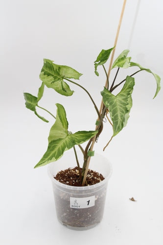 Syngonium podophyllum 'Three Kings' - Root Houseplants