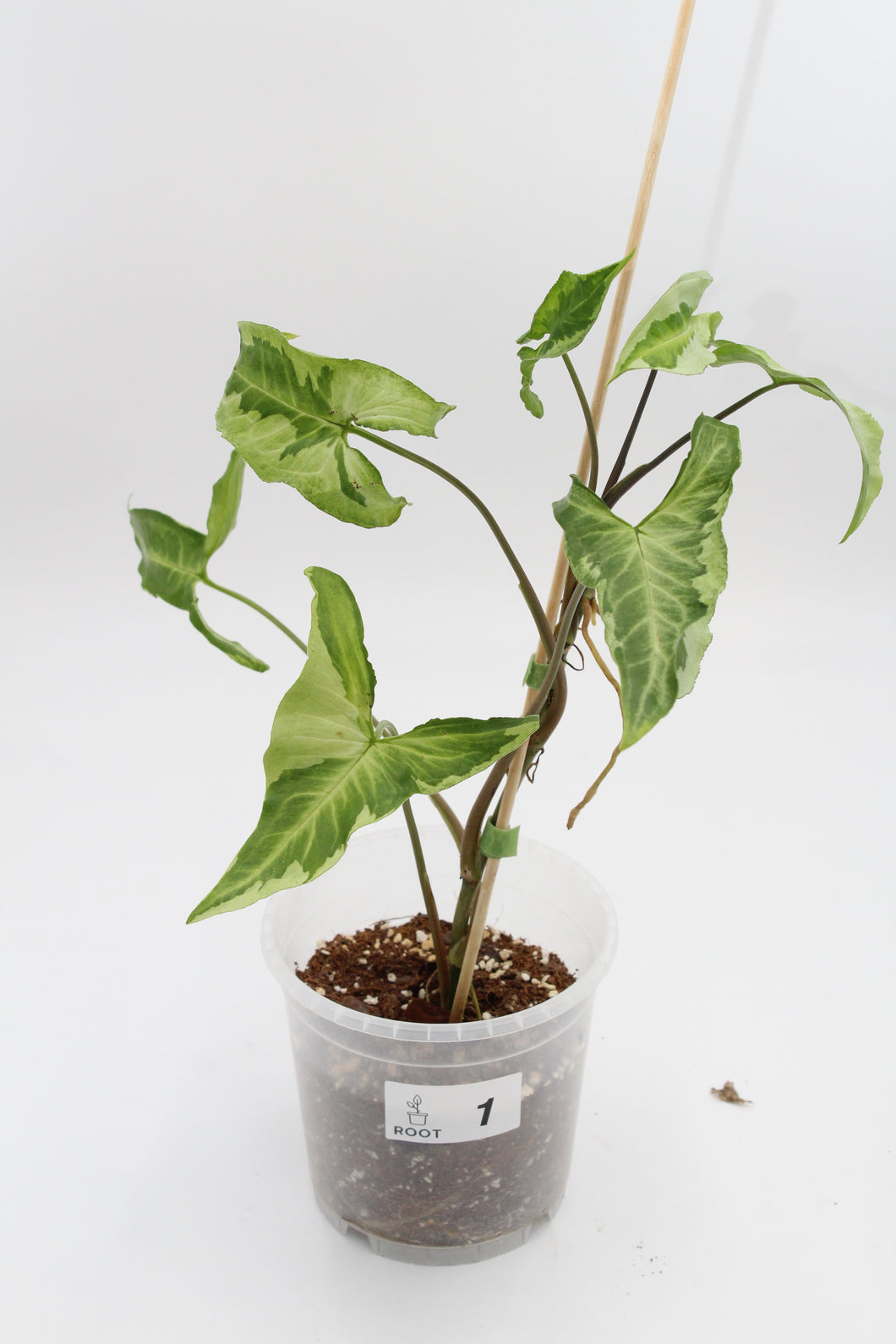 Syngonium podophyllum 'Three Kings' - Root Houseplants